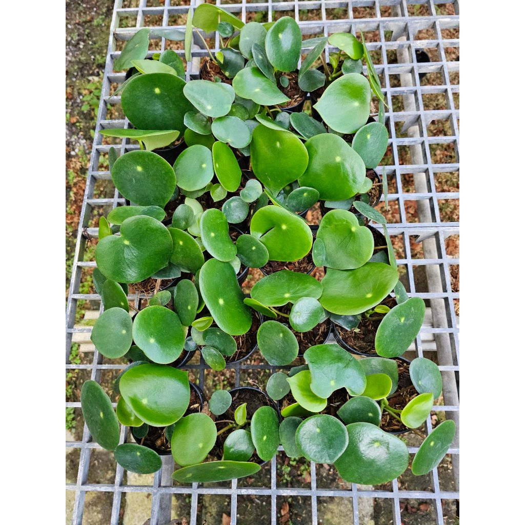 มุมมอง 2