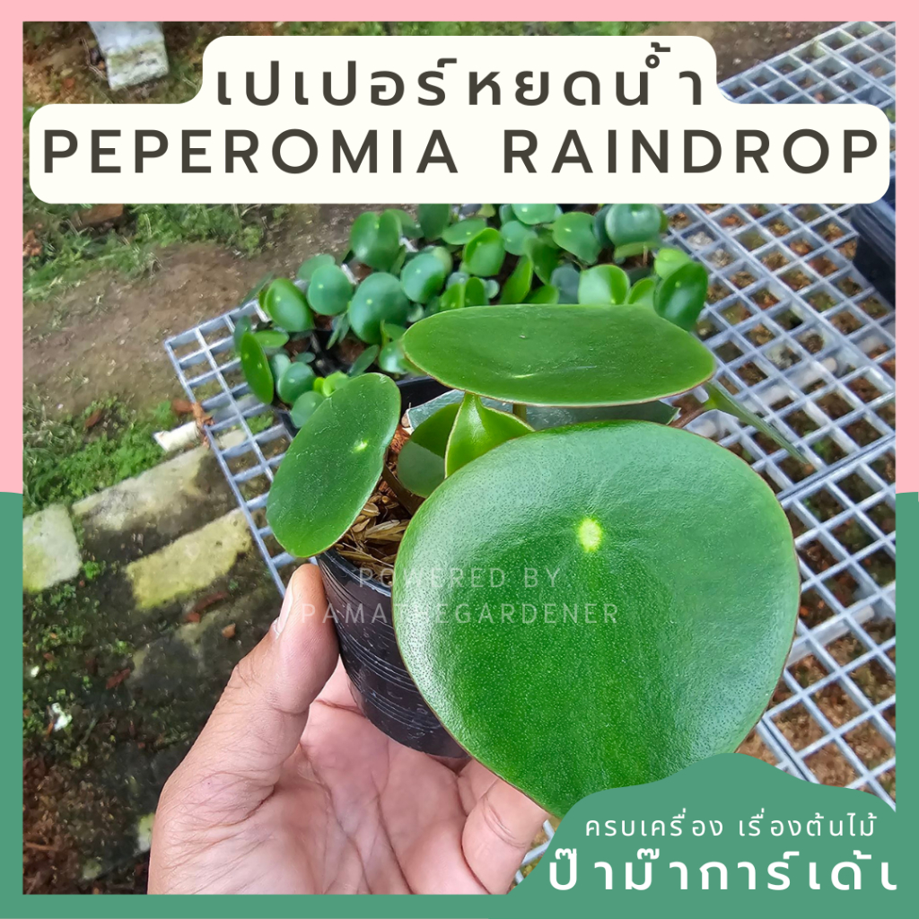 เปเปอร์โรเมียเรนดรอป กระถาง3นิ้ว เปปเปอร์หยดน้ำ