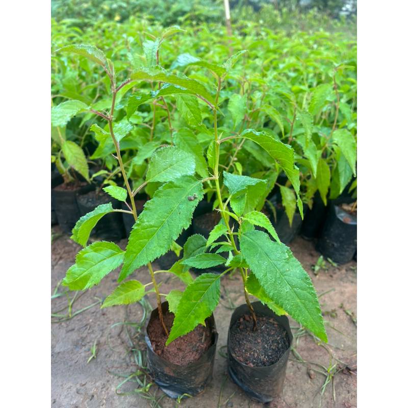 ( พร้อมส่ง   )   ต้นพญาเสือโคร่ง (ซากุระเมืองไทย) ดอกชมพูสดใส เพาะเมล็ด สูง 15–20 ซม. 1 ต้น 79 บาท