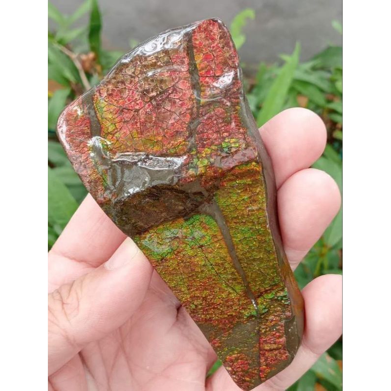 แอมโมไลด์เกล๊ตมังกรชิ้นใหญ่มาก (ammolite)