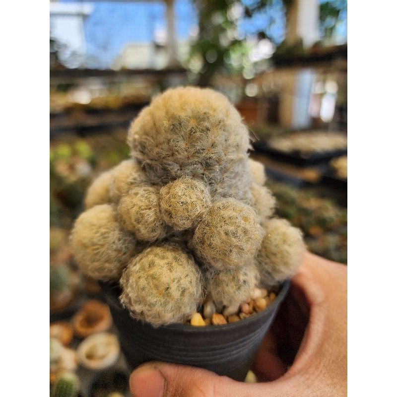 กระบองเพชร แคคตัส Mammillaria Plumosa แมมขนนกขาว