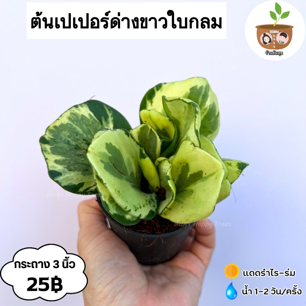 ต้นเปเปอร์ด่างขาวใบกลม จัดส่ง 2 ขึ้นขึ้นไป คละแบบได้