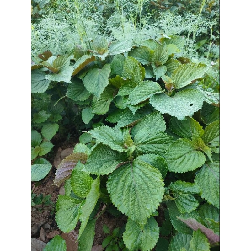 ผักอิโต๋ ผักป่าน ผักชิโสะ ผักกะแยงแกว 🌿🌿🌿🌿