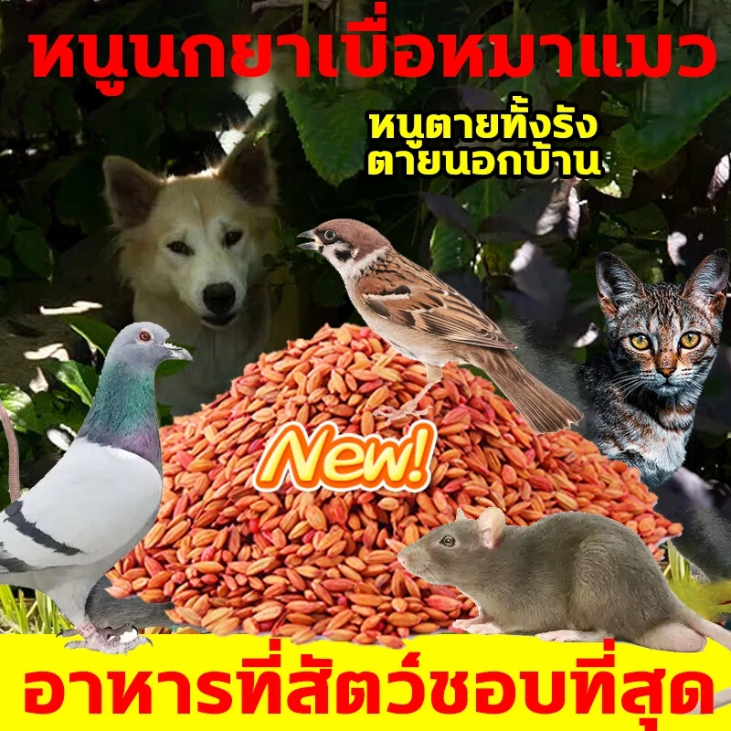 100%ได้ผล ตายแห้งไม่เหม็น เหยื่อกำจัดนกพิราบ นกกระจอก นกกระจิบ ยาเบื่อนก สูตรใหม่ ยาเบื่อนกพิราบ ยากำจัดนก ไล่นกพิราบถา