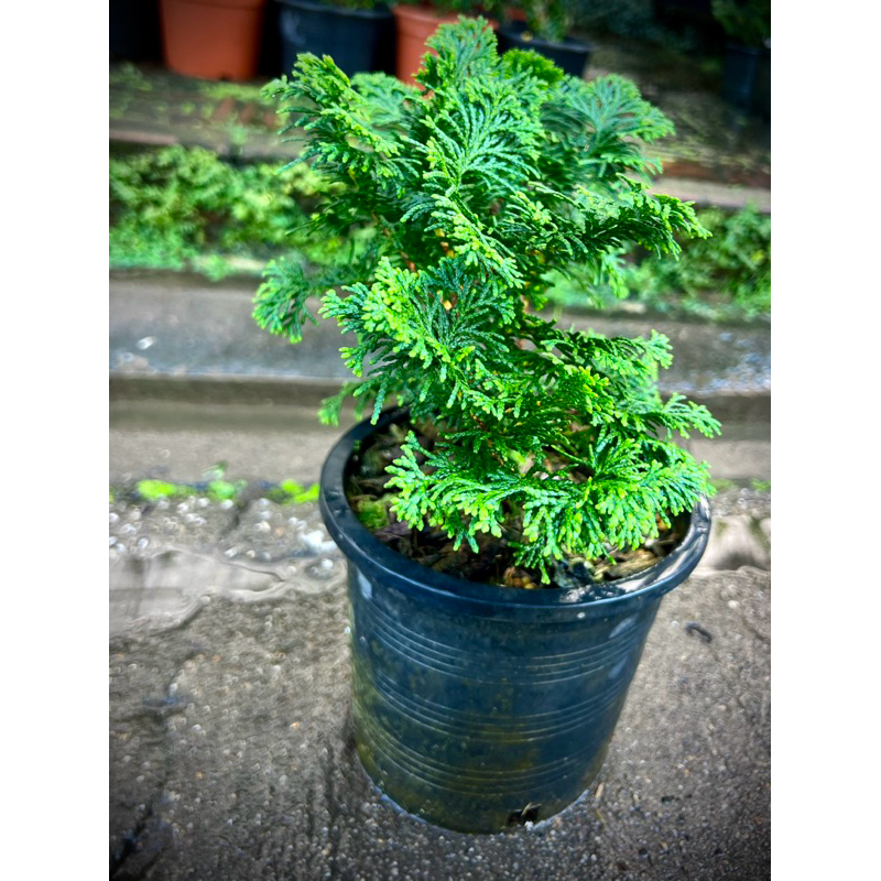 Tsuyama Hinoki สึยามะฮิโนกิ สนฮิโนกิ แบบพุ่ม Hinoki Cypress สนญี่ปุ่น ไม้ประดับทรงพุ่ม ไม้มงคล