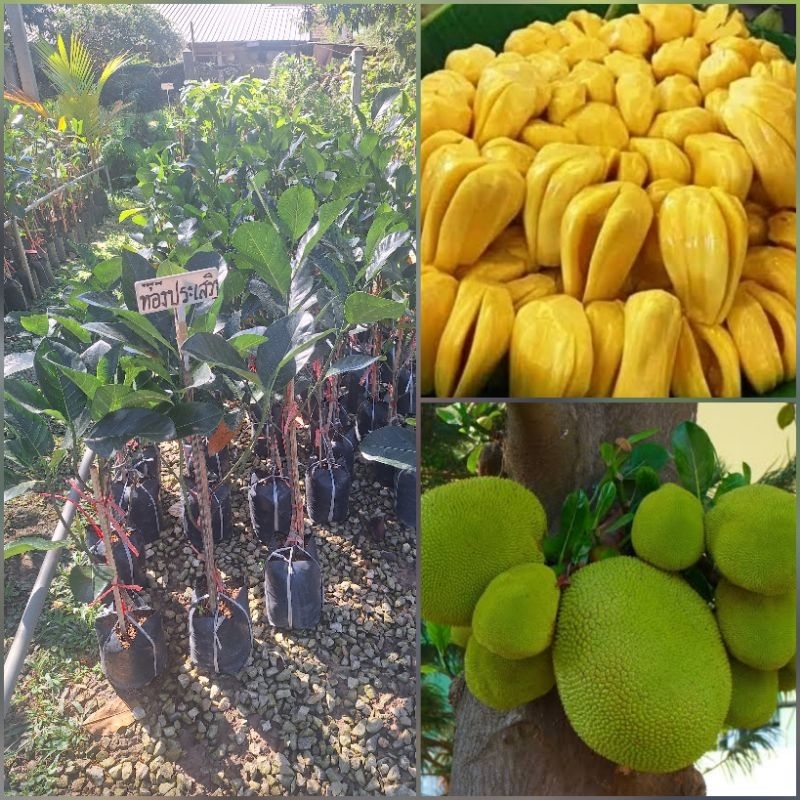 ต้นขนุนพันธุ์ทองประเสริฐ ทาบกิ่ง ต้นพันธุ์สูง 60-80 ซม. ให้ผลทะวาย เนื้อแน่นและหนา รสชาติอร่อย