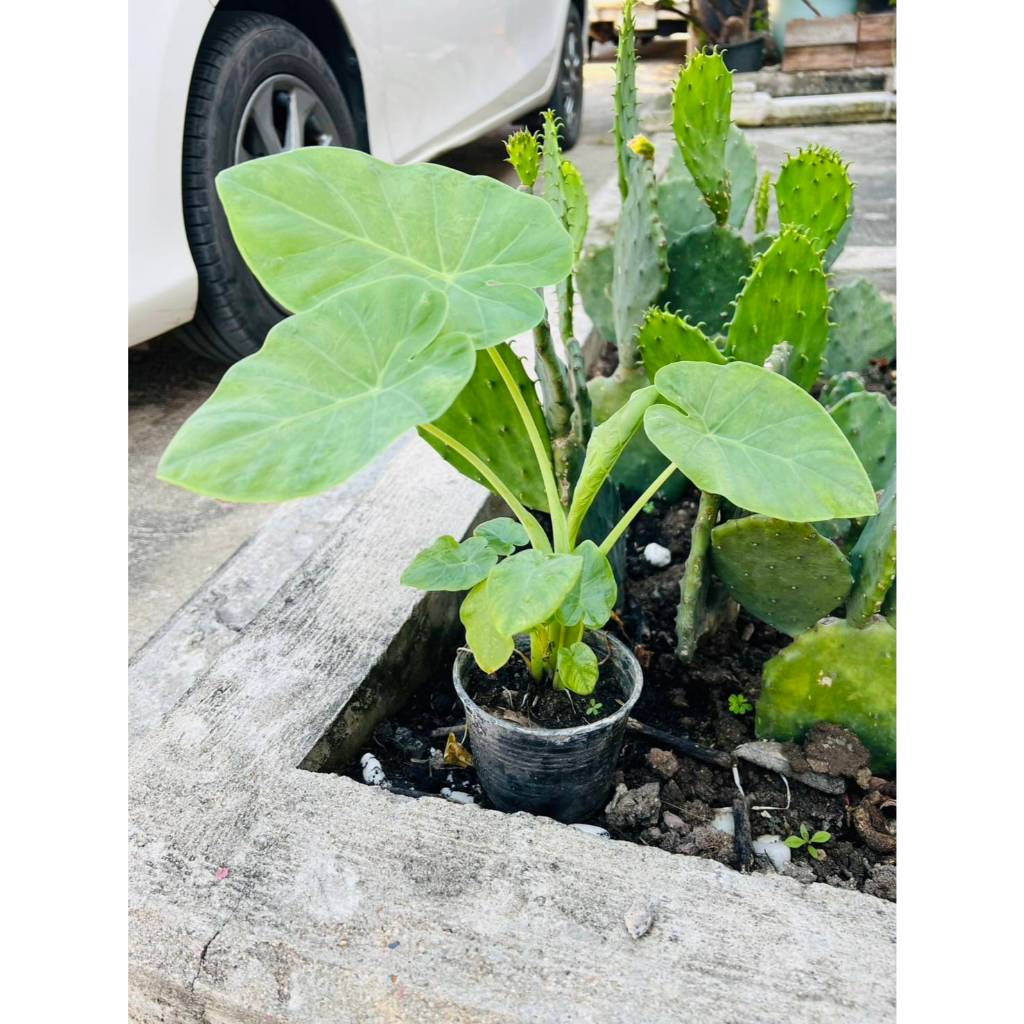 ☘️ต้นออดิบ กินได้ ส่งพร้อมกระถาง 1-2 ต้น กินดิบทำกับข้าวได้ คัดเกรดอย่างดี ต้นทูน ต้นคูน ต้นอ้อดิบหรือต้นคูน  ไม้มงคล