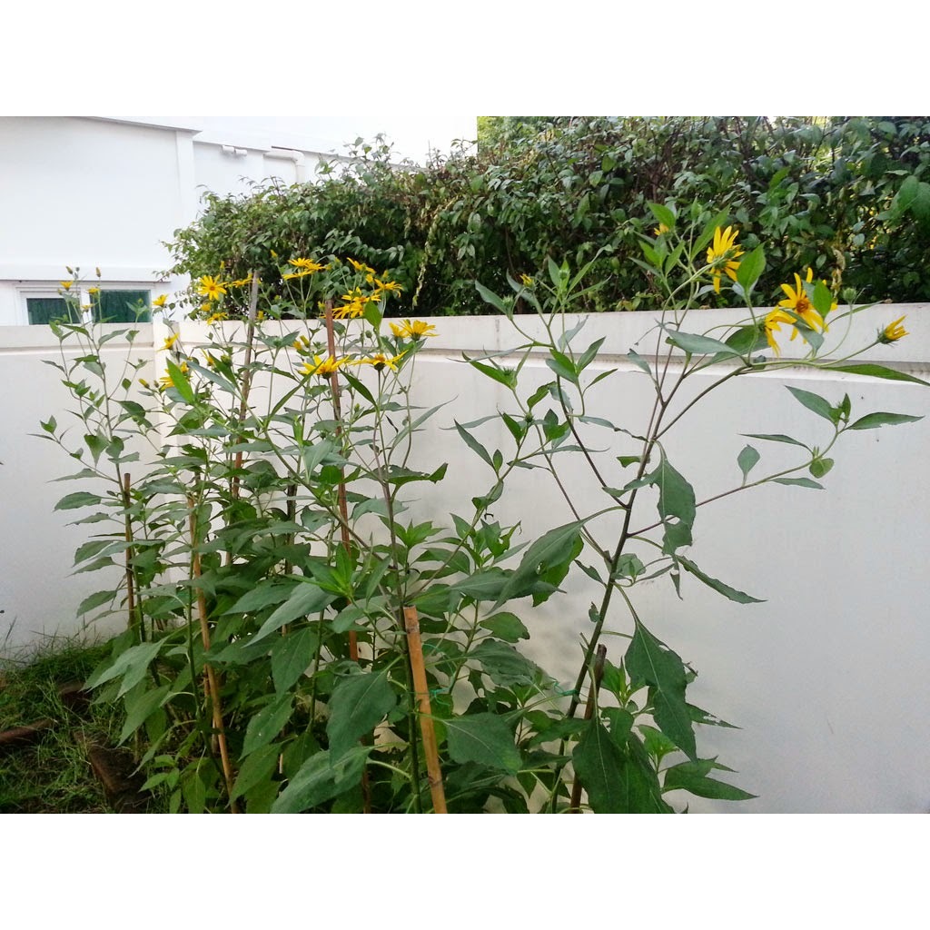 ต้นพันธุ์ ว่านแก่นตะวัน ถุงดำพร้อมปลูก  29 บาท  แก่นตะวัน  sunchoke  หรือ ทานตะวันหัว  Jerusalem artichoke
