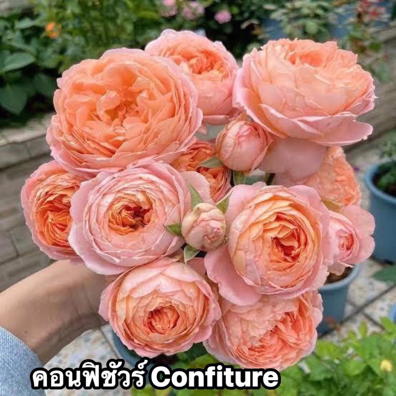 กุหลาบ-คอนฟิชัวร์ ”Confiture“  หอมมาก มีกลิ่นหอมผลไม้ เลี้ยงง่าย