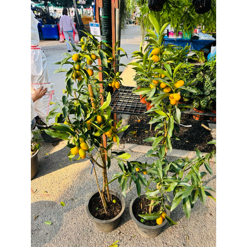 ส้มกิมจ้อส้มกิมจ๊อส้มคัมควอKumquat)ขนาดเล็กที่กินได้ทั้งเปลือกเนื้อมีรสเปรี้ยวอมหวานกลิ่นหอมนิยมนำมาทำเชื่อมดองเค็มกินสด