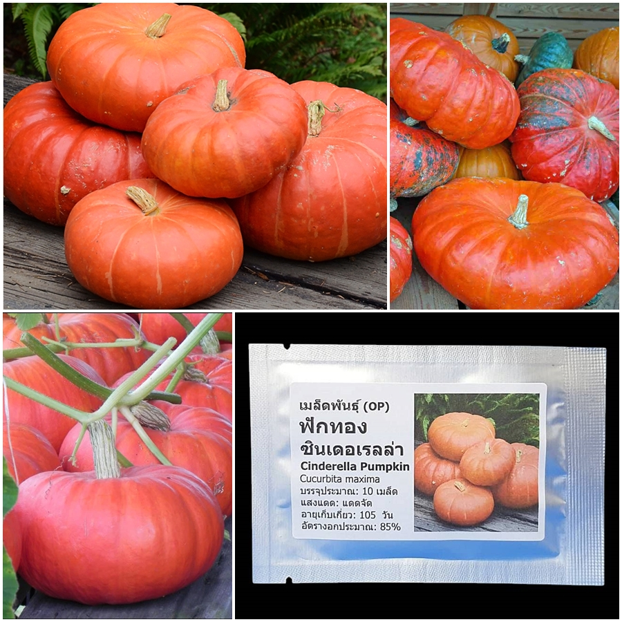 เมล็ดพันธุ์ ฟักทอง ซินเดอเรลล่า Cinderella Pumpkin Seed 10 เมล็ด คุณภาพดี ของแท้ 100%