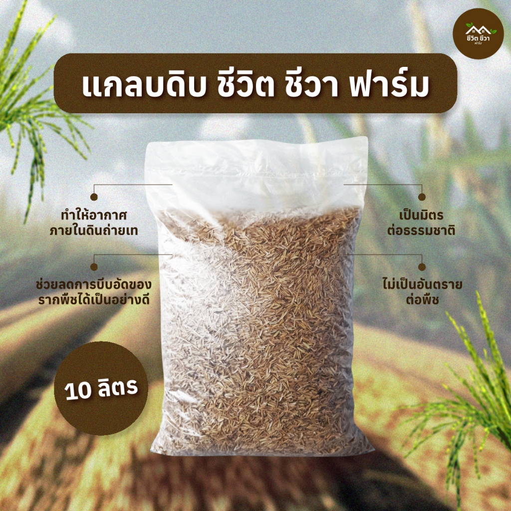 แกลบดิบ แกลบใหม่ วัสดุปลูก 10 ลิตร คัดพิเศษ
