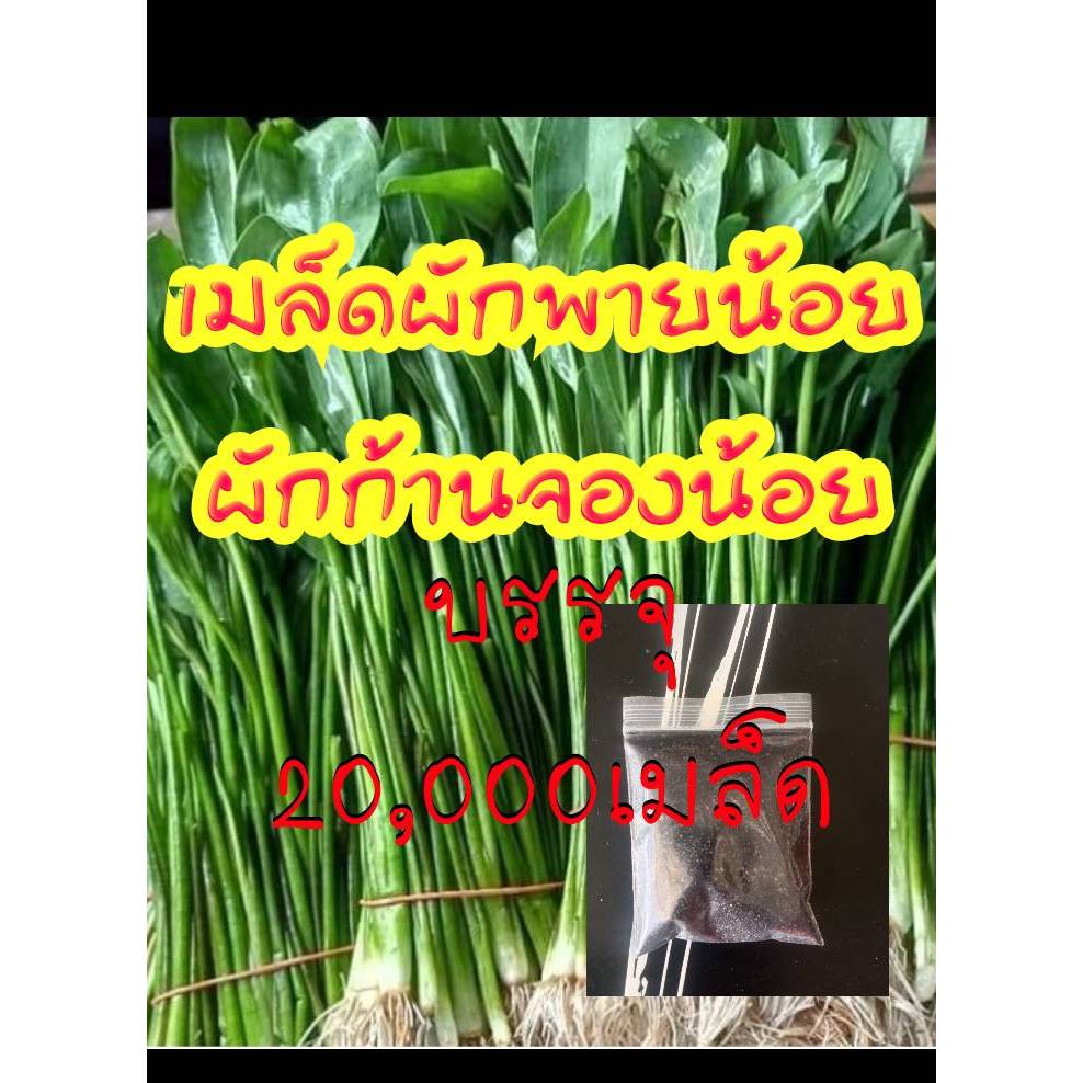 ผักพายน้อย ผักก้านจผักพายน้อย ผักก้านจองน้อย ผักคันจอง ตะละปัด ปลูกง่าย เมล็ดพันธุ์ ได้ผลผลิตไว1ซองบรรจุ20000เมล็ด