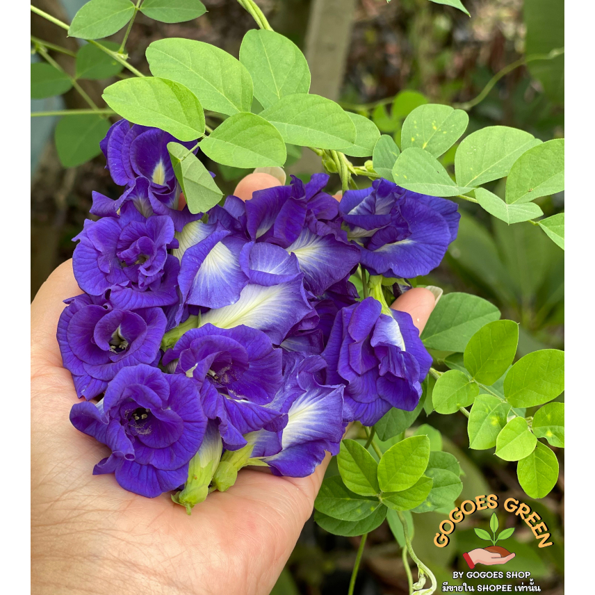 เมล็ดดอกอัญชัน 5 ชั้น Butterfly pea flower ดอกไม้กินได้ ปลูกประดับสวยงาม เก็บทานได้ ทนแล้ง ไม่งอแง