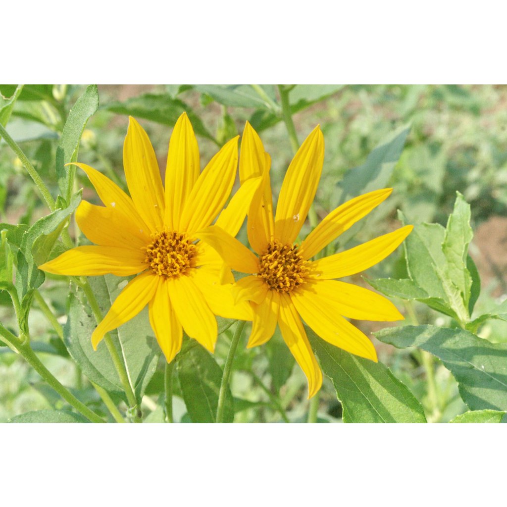 ต้นกล้า แก่นตะวัน  ต้นกล้าละ 12 บาท พร้อมปลูก sunchoke แห้วบัวตอง ทานตะวันหัว Jerusalem artichoke  พืชเส้นใยสูง พืชอาหาร