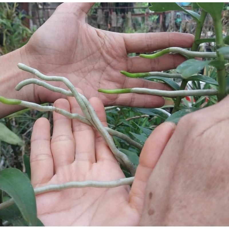 สเฟกนั่มมอสสด มอสสะอาด มอสจากธรรมชาติไม่มีสารเคมี sphagnummoss2 เกรดA  2 ขีด 200 กรัม 80บ. ราคา ถูกที่สุด ดีลบีเคเค แกลเลอรีภาพที่ 3
