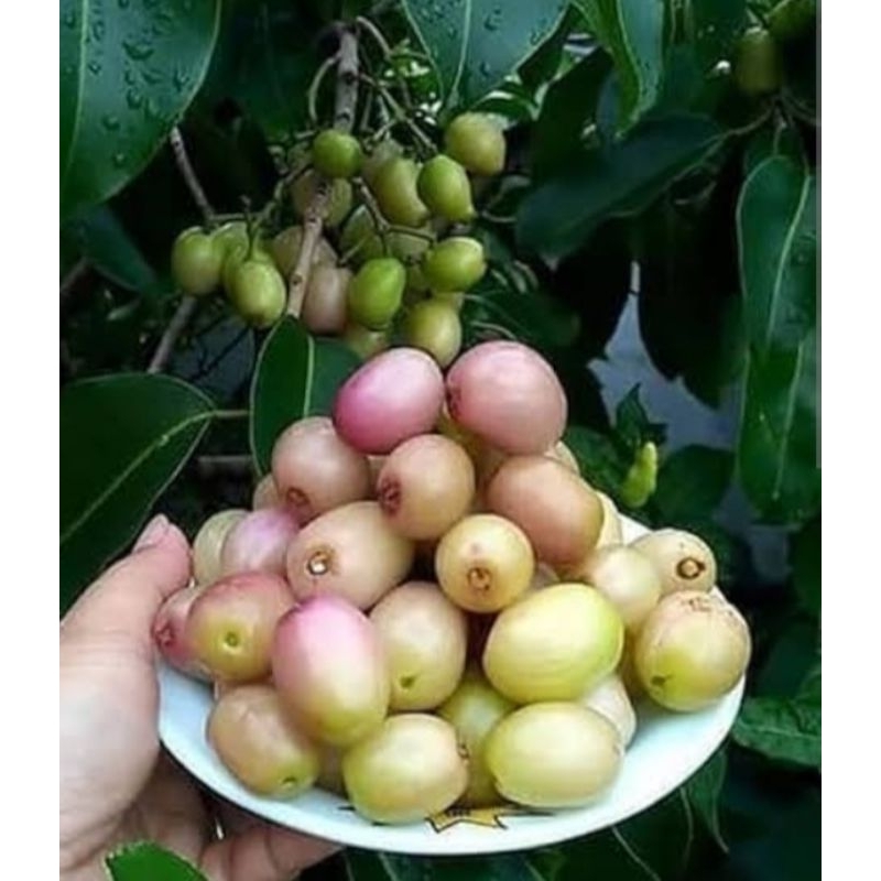ต้นหว้าชมพู เพาะเมล็ดจากสวน