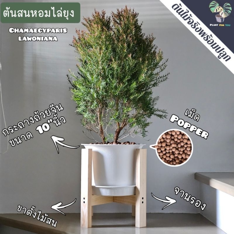 🌾ต้นสนหอมไล่ยุง Ellwood's Gold (70Cm.) พร้อมกระถางครบชุดพร้อมปลูก