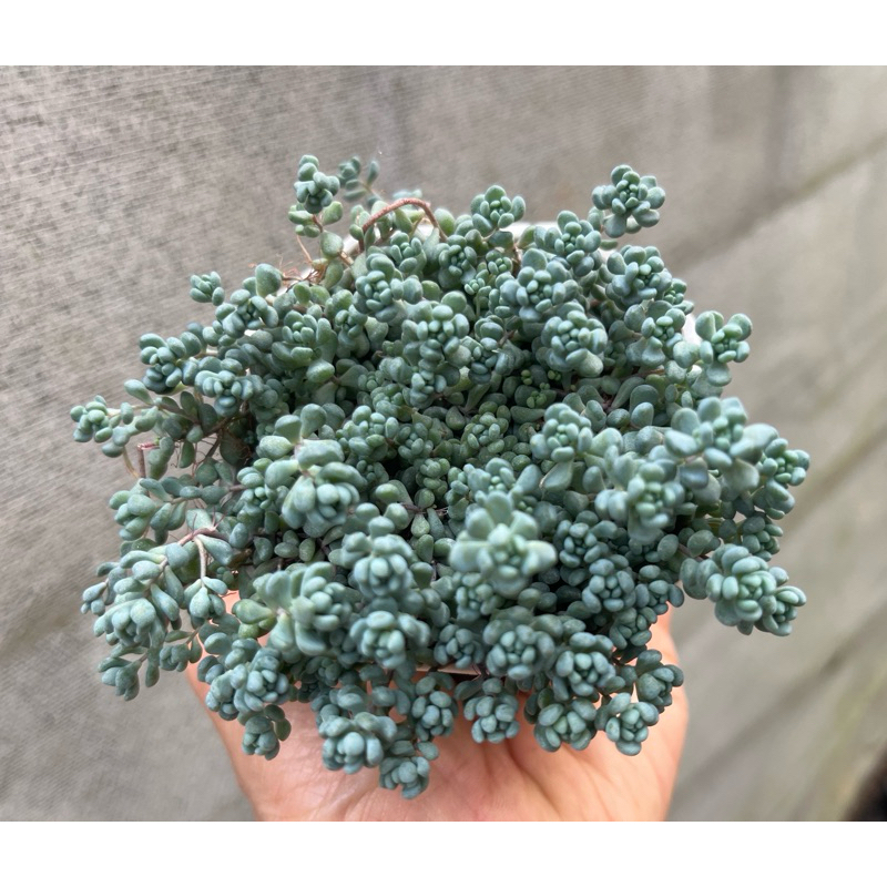 Sedum dasyphyllum 'Minor' ไม้อวบน้ำ กุหลาบหิน ขนาด 4 นิ้ว