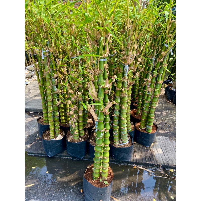 ต้นไผ่น้ำเต้า ไม้ประดับ (70-90cm) #คัดสวยๆ พร้อมส่งจ้า🥰