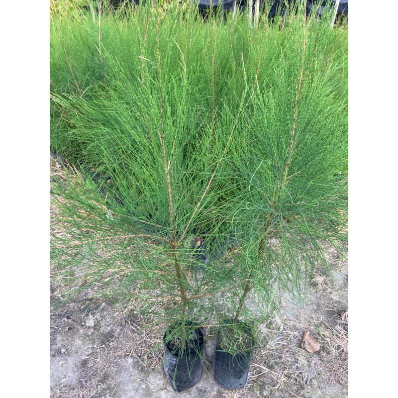 ต้นสนประดิพัทธ์ สนทะเล ปลูกง่าย ทนแดด (สูง 70-90cm)