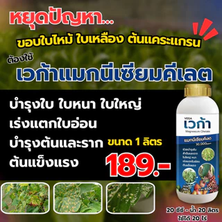 เวก้าแมกนีเซียม ฟื้นฟูต้น เร่งการเจริญเติบโต เร่งต้น เร่งใบ เร่งแตกแขนง แตกกอ ใบเขียวเข้ม 1ลิตร