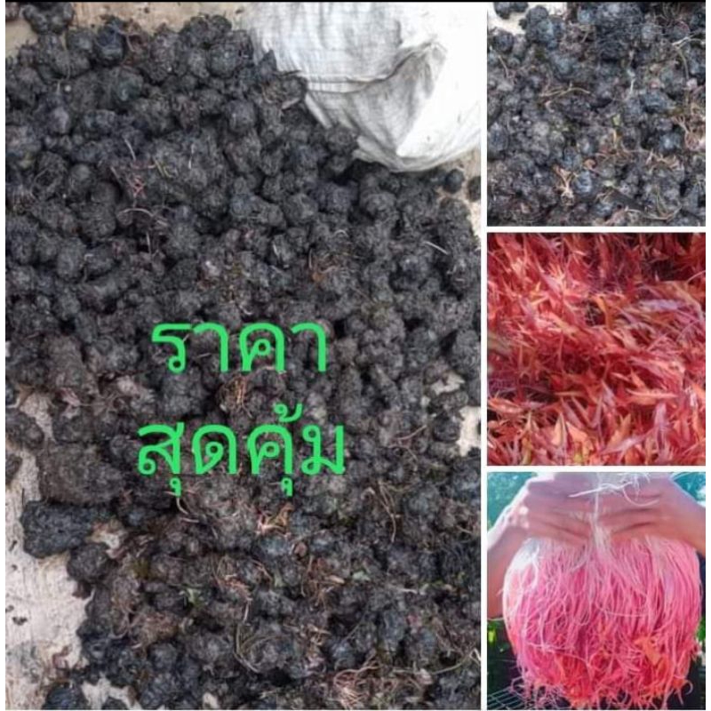 เหง้าบัวแดง หัวบัวแดง บรรจุ10กิโลกรัม หัวสวย