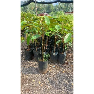 ต้นทุเรียนหมอนทอง🌱 เสียบยอด🌱