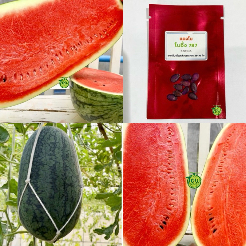 เมล็ดพันธุ์แตงโมโบว์อิ้ง 787 แบ่งขาย 10 เมล็ด แตงโมลูกผสม boeing watermelon