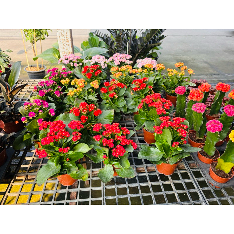13-2-25พร้อมส่ง กุหลาบหินดอกซ้อน Kalanchoe blossfeldiana กระถาง4นิ้ว ดอกสวย รอบ 1/6/24