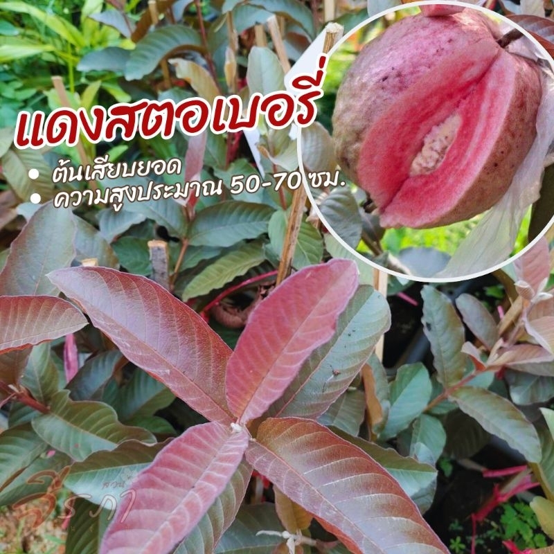 แดงสตอเบอรี่ ฝรั่งใบแดงผลแดง ฝรั่งสีแดง สายพันธุ์ใหม่รับประกันแท้100%