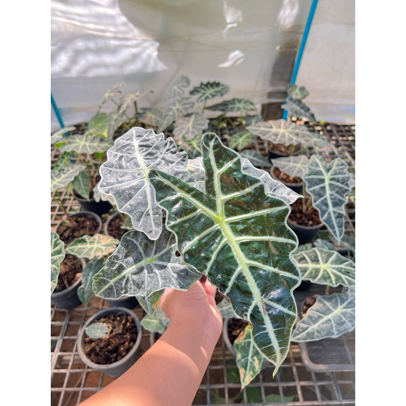 Alocasia amazonica (แก้วสาระพัดนึกใบใหญ่)