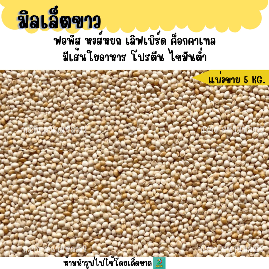 ( 5 KG./10 KG.) มิลเล็ตขาว เกรดA อาหารนกแก้ว