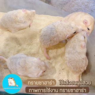 ทรายซาฮาร่า ทรายรองกรงหนู ทรายอาบน้ำหนู ของแท้100% ใช้แล้วขนสวยมาก - Sahara Sand / ทรายแฟตเทล / ทรายแฮมเตอร์ /
