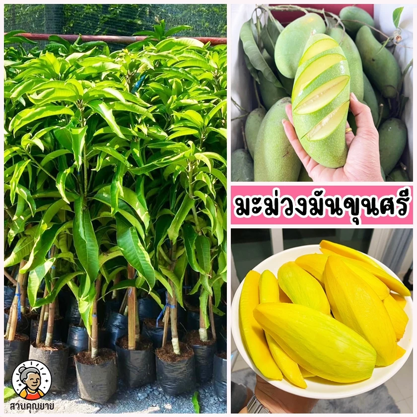 ต้นมะม่วงมันขุนศรี มะม่วงยอดนิยมอันดับสอง มีรสชาติเด่น 3 รส คือ หวาน มัน เปรี้ยว