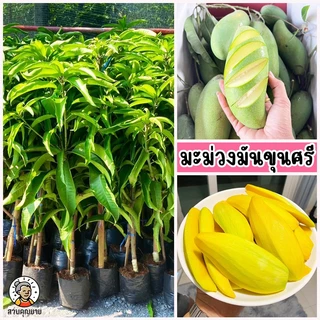 ต้นมะม่วงมันขุนศรี มะม่วงยอดนิยมอันดับสอง มีรสชาติเด่น 3 รส คือ หวาน มัน เปรี้ยว
