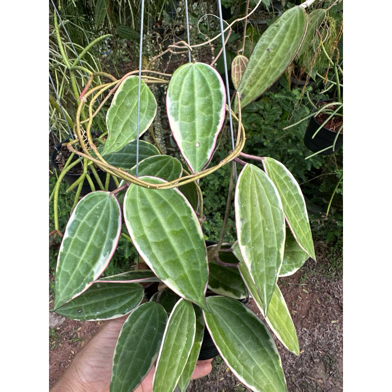 Hoya macrophylla albomarginataโฮย่าใบด่าง ดอกสวย
