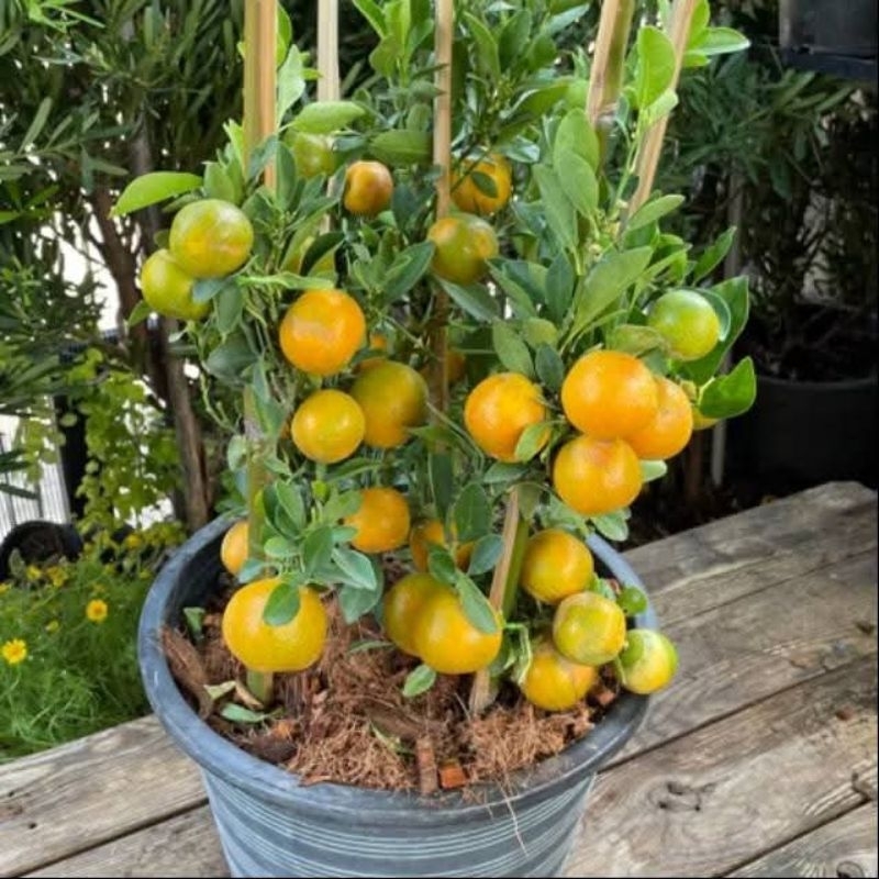 รูปภาพ 6