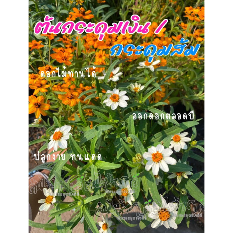 ต้นดอกกระดุมเงิน/กระดุมส้ม/กระดุมม่วง ไม้ดอกกินได้ ตกแต่งจาน ตกแต่งสวน