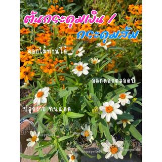 ต้นดอกกระดุมเงิน/กระดุมส้ม/กระดุมม่วง ไม้ดอกกินได้ ตกแต่งจาน ตกแต่งสวน
