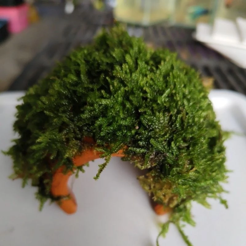 มอสน้ำพันอุโมงค์ดินเผา บ้านกุ้งบ้านปลา 1 ชิ้น