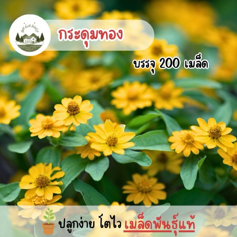เมล็ดดอกกระดุมทอง 200 เมล็ด