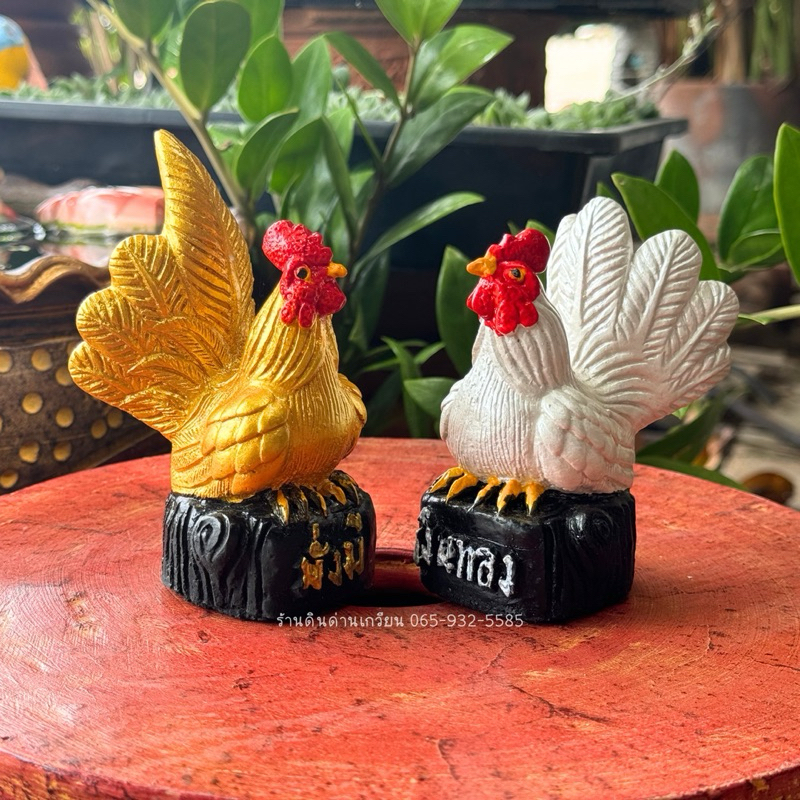 ไก่แจ้ เงินทอง ไก่แจ้มงคล(มั่งมี เงินทอง)ราคาต่อคู่ รูปที่ 2