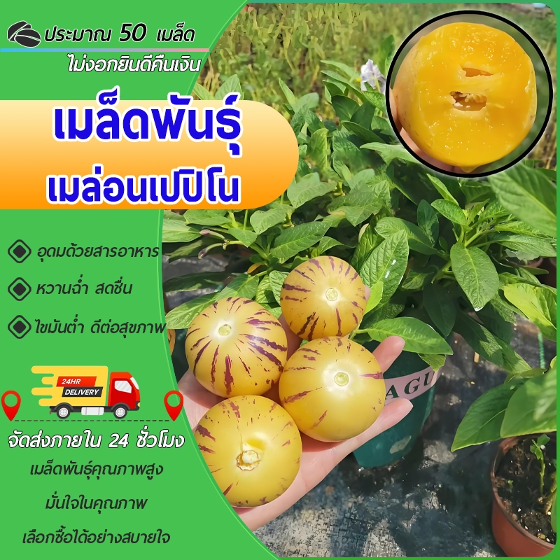50 เมล็ดเมล็ดพันธุ์ เมล่อนเปปิโน Pepino Melon Seeds -เมล็ดพันธุ์เมล่อนเปปิโนฮอลแลนด์  เมล็ดผลไม้ – โปรปัง