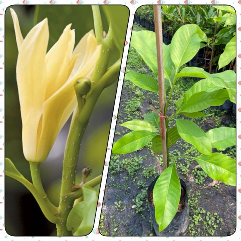 ต้นจำปี ดอกหอม ไม้มงคล (สูง 50-60cm) ต้นแข็งแรง รากแน่น พร้อมปลูก