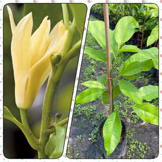 ต้นจำปี ดอกหอม ไม้มงคล (สูง 50-60cm) ต้นแข็งแรง รากแน่น พร้อมปลูก