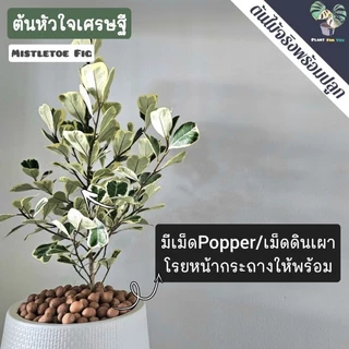 ❣️💰ต้นหัวใจเศรษฐี (ต้นไม้มงคล) พร้อมกระถาง"+จานรอง+เม็ดPopper+ขาตั้งไม้สน