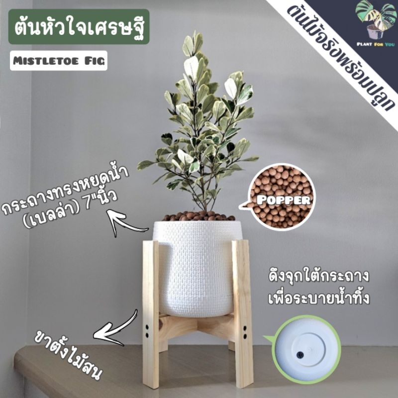 ❣️💰ต้นหัวใจเศรษฐี (ต้นไม้มงคล) พร้อมกระถาง"+จานรอง+เม็ดPopper+ขาตั้งไม้สน