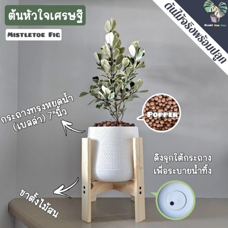❣️💰ต้นหัวใจเศรษฐี (ต้นไม้มงคล) พร้อมกระถาง"+จานรอง+เม็ดPopper+ขาตั้งไม้สน