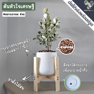 ❣️💰ต้นหัวใจเศรษฐี (ต้นไม้มงคล) พร้อมกระถาง"+จานรอง+เม็ดPopper+ขาตั้งไม้สน